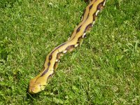 virtual tour big snakes 049.jpg