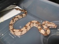 bbbsnake.jpg