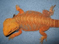 IMG_2815.JPG
