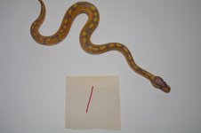 Banana 1 Pic 2.jpg