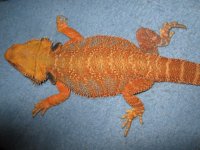 IMG_2811.JPG