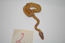 Banana 2 Pic 4.jpg
