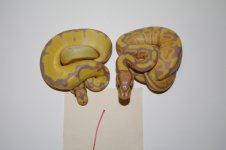 Het Clown 1 Pic 3.jpg