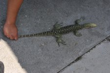 DSC_1336.jpg