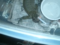 mangrove monitor 004.jpg