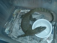 mangrove monitor 003.jpg