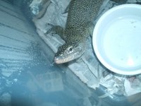 mangrove monitor 005.jpg