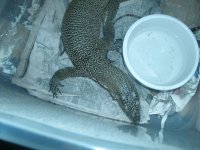mangrove monitor 001.jpg