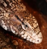 1tegu.jpg