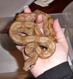 T+.JPG