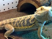 male tiger bearded dragon.jpg