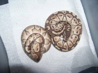 snakes 008.jpg