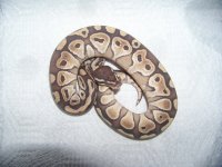 snakes 006.jpg
