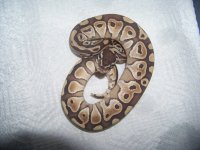 snakes 007.jpg
