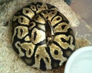 pastel ball python.jpg