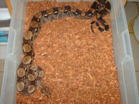 back in buisness(snakes) 003.jpg