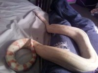 Lap_snake.jpg