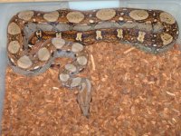 back in buisness(snakes) 004.jpg