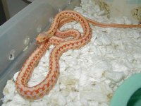 Plains Super Xmas albino adult male.jpg