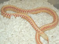 Plains Super Xmas albino adult female 2.jpg