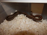 Plains red hypo CB 2012.jpg