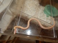 Plains Super Xmas albino CB 14 baby 2.jpg