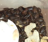 dubia roaches.jpg.JPG dubia roaches.jpg.JPG