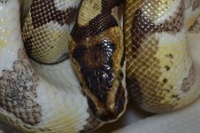 enchi-head.jpg