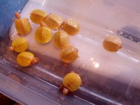 albino res.jpg