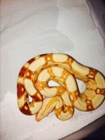 sunglow female np2.jpg