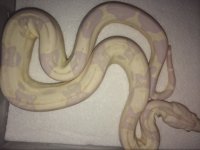 Snowglow female np2.jpg