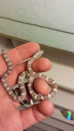 ghost corn 1.jpg