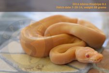 Albino-Pin1 0.1.jpg