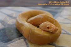Albino-Spider1 0.1.jpg