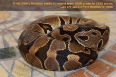 Het Albino 0.6.jpg