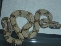 Ghost het Male 003.jpg