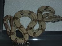 Ghost het Male 002.jpg