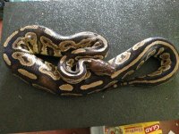 Female Black Pastel 1.jpg