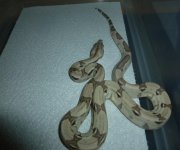 Ghost het Male 001.jpg