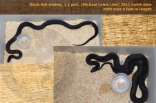 black rat snakes.jpg