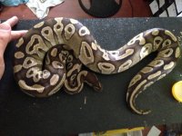 Female Mojave.jpg