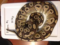 Female Mojave #1.jpg