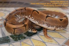 Spider Het Albino 1.0.jpg