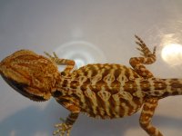 DSC04167.jpg