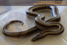 1.1 Melanistic Bay of L.A Rosy Boas.jpg