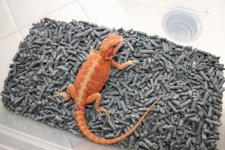 dragon5_1.jpg