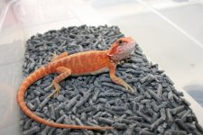 dragon5_2.jpg