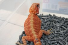 dragon5_4.jpg