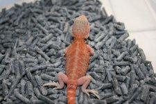dragon2_1.jpg