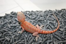 dragon2_4.jpg